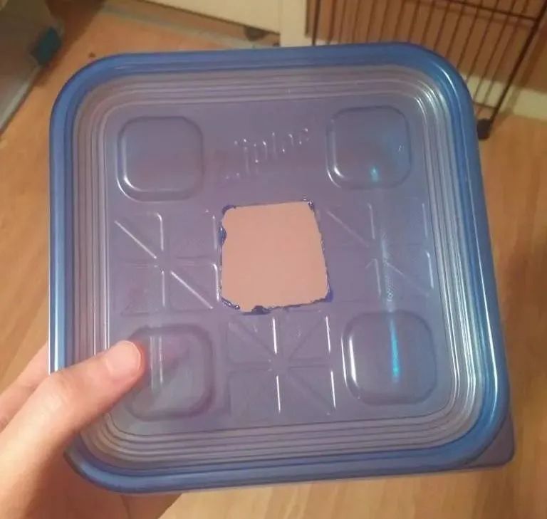 卡皮、隆背、疑似感冒...我的爬宠怎么了？