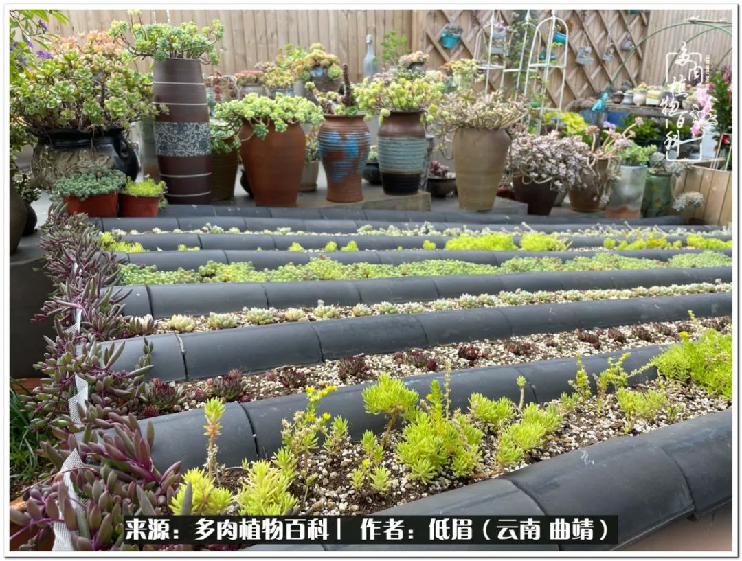 新手最好养养不死的八款多肉,养多肉八年