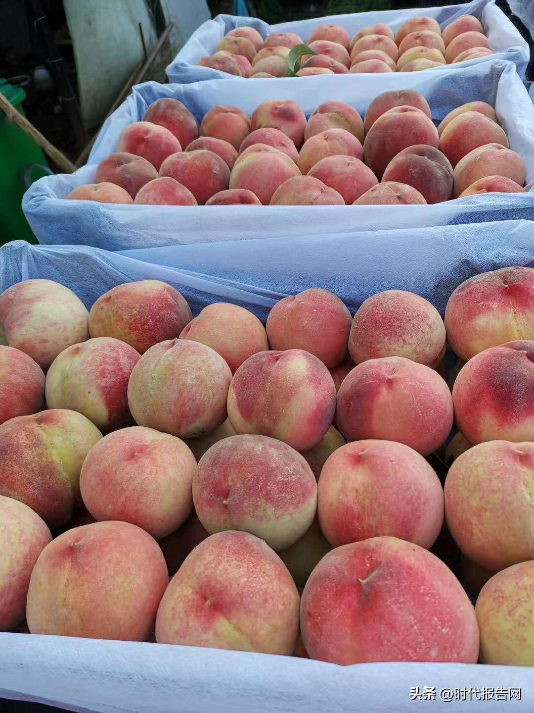 千亩桃花开映红致富路,桃花种植发家致富