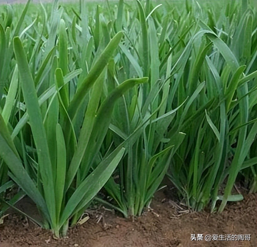 2月4日立春，老话讲：双春兼闰二月，3人要躲春，吃3样顺顺利利