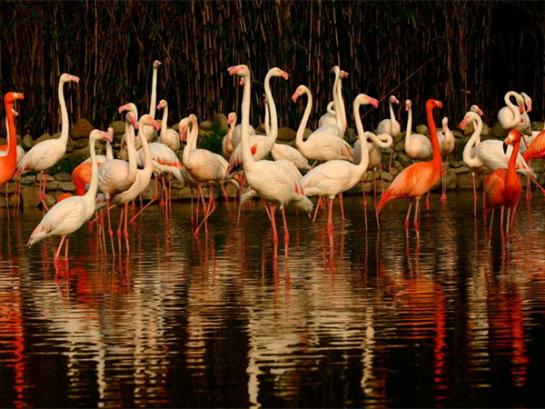 这里有只熊猫会叉腰!——上野的一大波“萌”兽来袭