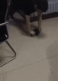 今天在老婆包里发现的,她说是治牙疼的,我觉得不像啊。