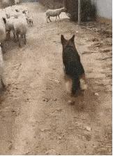 这衣服怎么穿内衣呀?不穿内衣怎么挺起来啊?