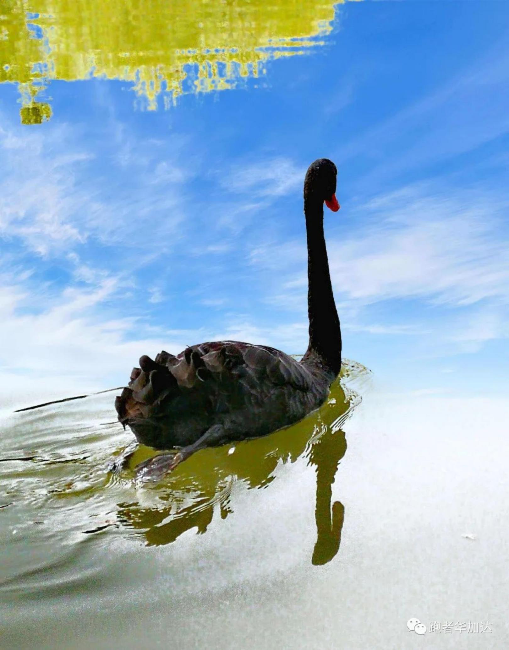 由一只蝙蝠带来的思考,黑天鹅是什么原因造成的