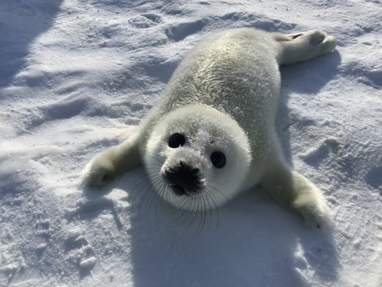 八种极为危险的可爱动物,猫是世界上最可爱的动物