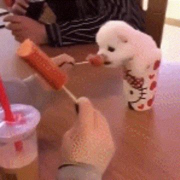 这样的阴间猫狗审美，早该翻车了