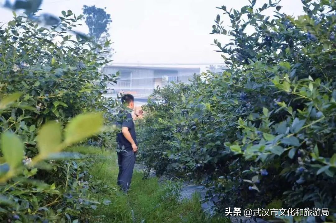 端午节私藏版游玩攻略,蔡甸2021年1月游玩攻略