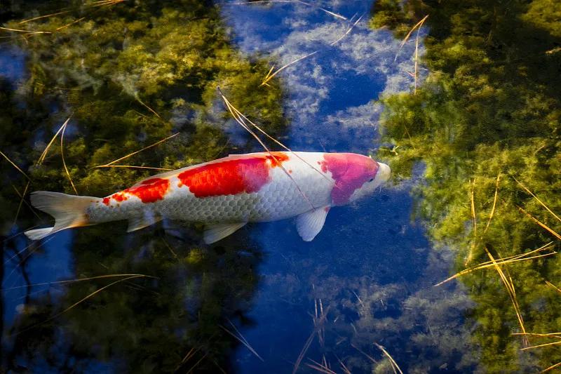 最好养的观赏鱼冷水鱼有哪些中型,冷水鱼有哪些观赏鱼比较好看