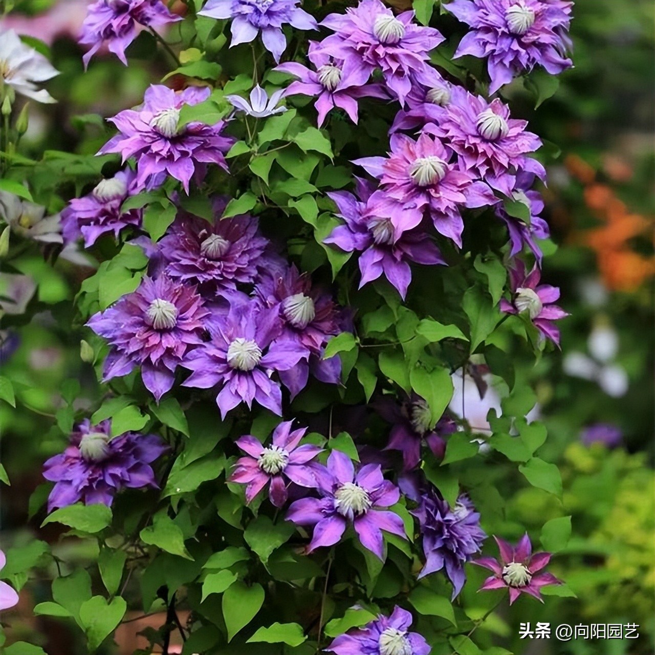 铁线莲买根的都是假的吗,网购的铁线莲没有芽点还有希望吗