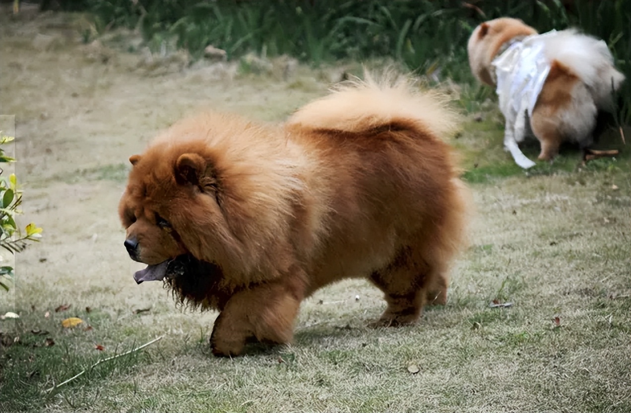 松狮犬不吃饭只喝水什么病,松狮犬经常呕吐是什么原因