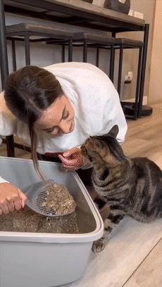 猫咪疯狂的吃猫砂,猫咪吃的猫砂是怎么做的