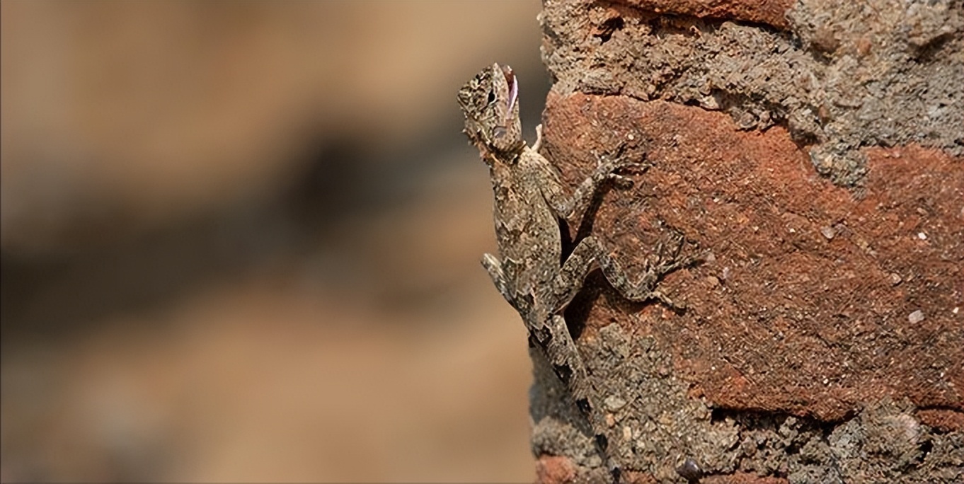 农村家里经常出现蝎子蜈蚣好不好,农村院子里的蝎子的克星