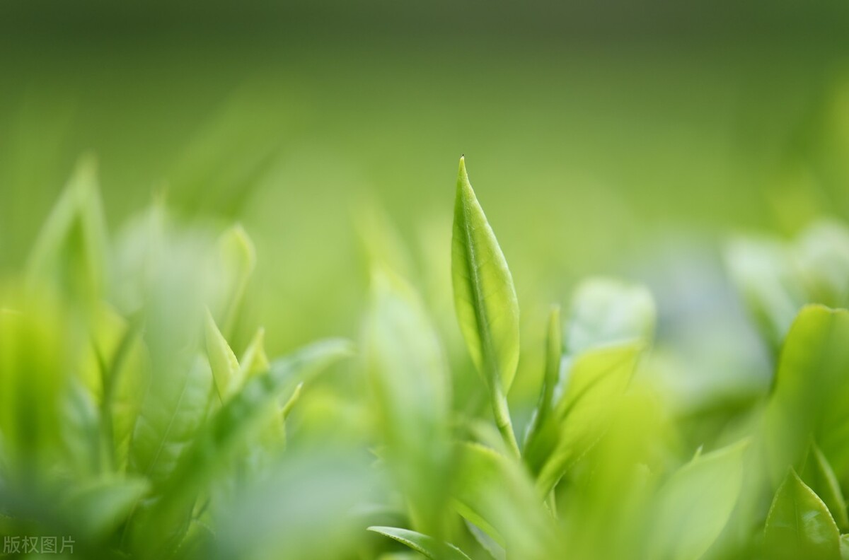 四月底双子金牛星座运势,白羊座和金牛座和双子座