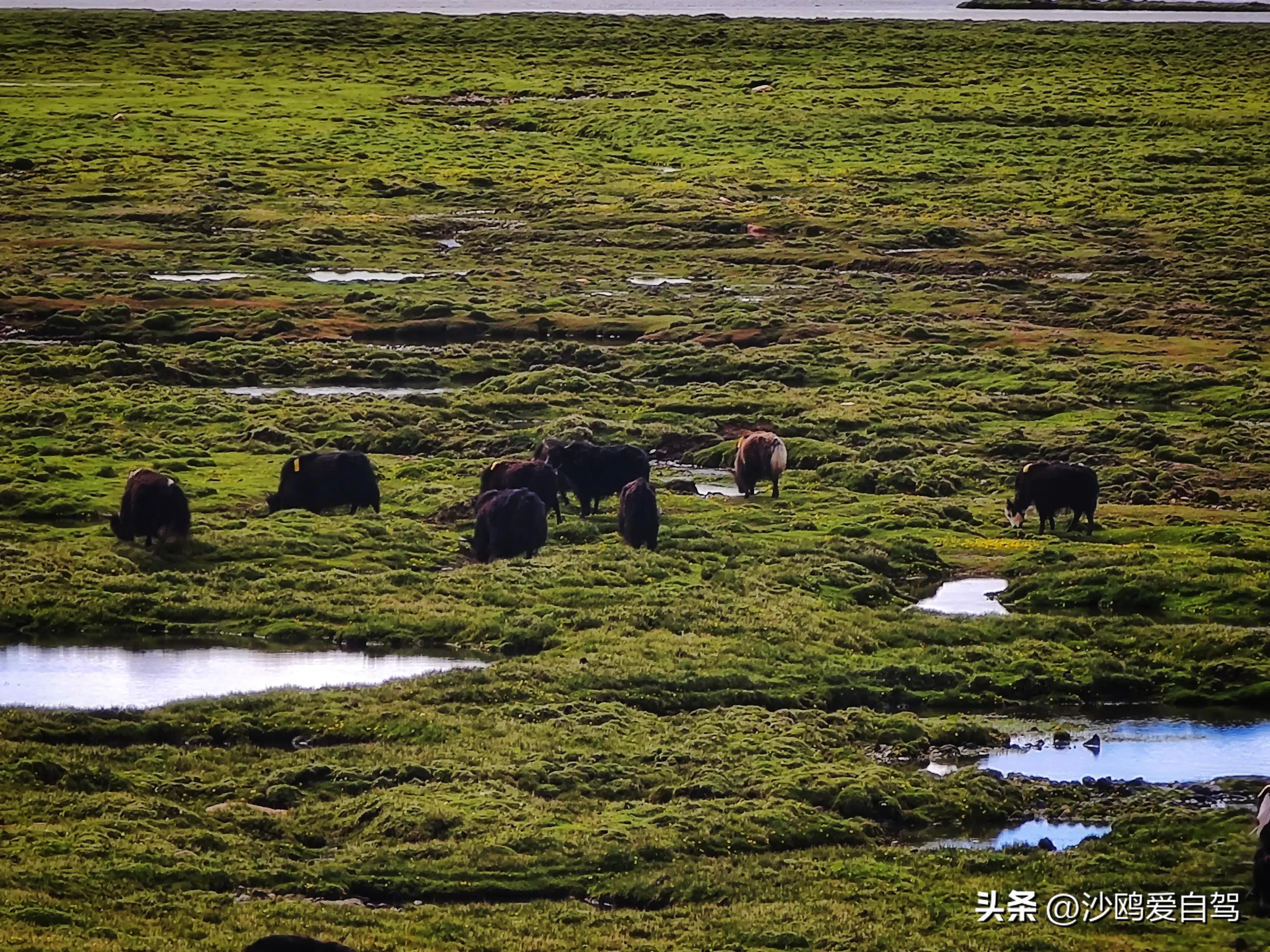 西藏自驾游三大圣湖,自驾西藏行摄之旅米堆冰川