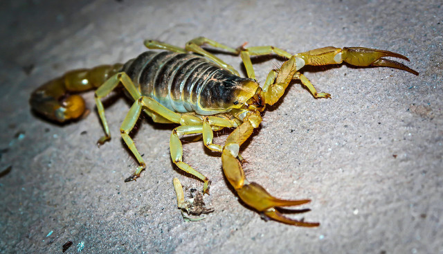 祝由术解毒术,祝由术一顺百顺