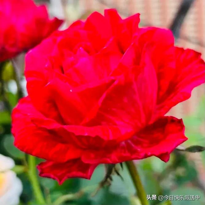 美醉了的月季花图片,各种颜色的月季花图片