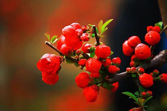 沂州海棠图片,临沂市花沂州海棠