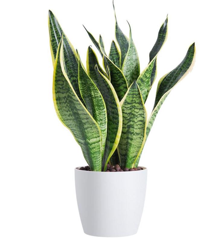 新房除甲醛最快速方法,新房绿植除甲醛最快速方法