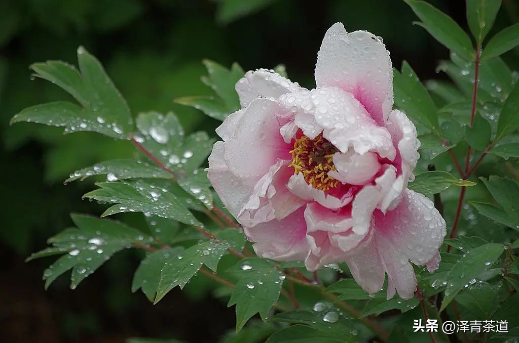 谷雨时节来杯谷雨茶,过了谷雨的茶有什么区别