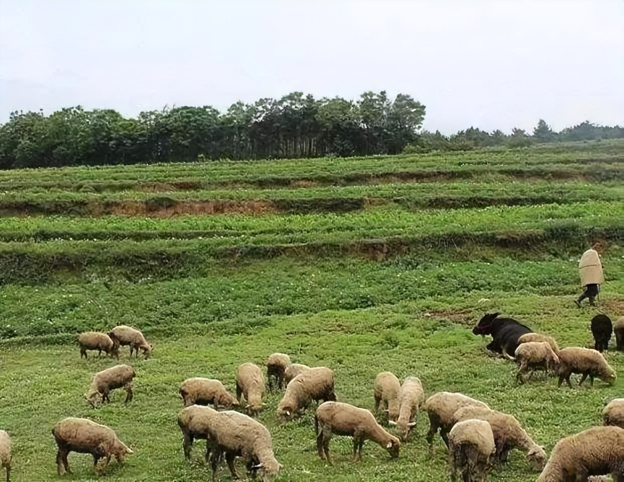 日本人在山东租了1500亩地,日本人在山东租地1500亩现状