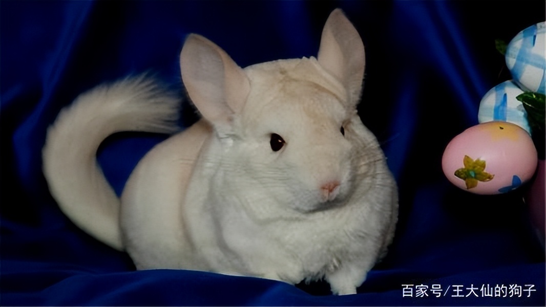 咋养龙猫,怎么养龙猫能越养越粘人