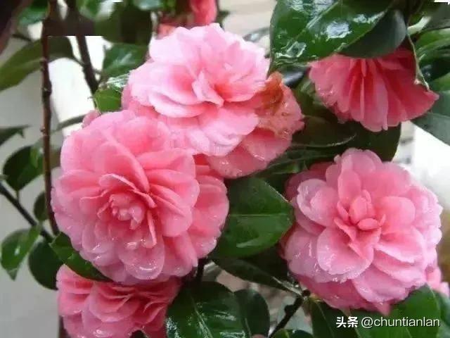 山茶花纯音乐,山茶花