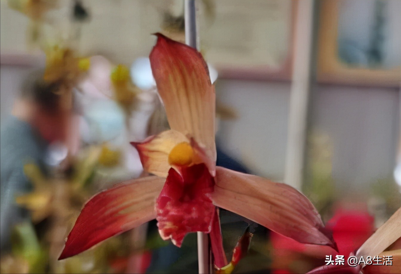 带你认识中华兰花纹瓣兰,顶级纹瓣兰图片