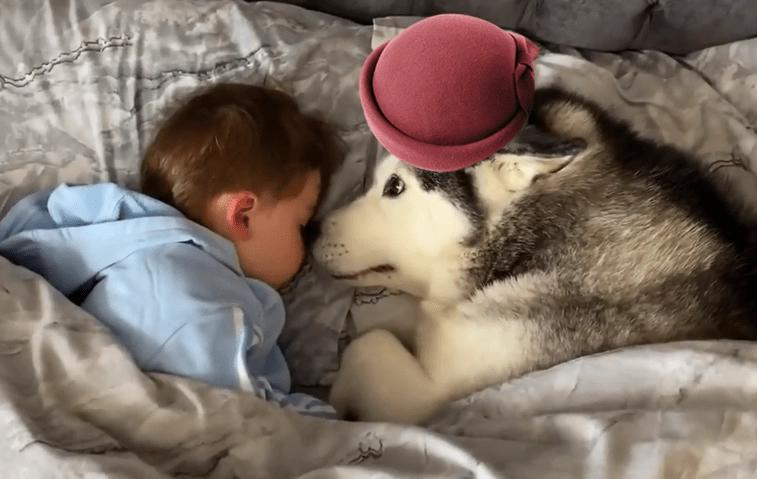 家里养一只狗有什么好处和坏处,家里养一个月的狗有什么说法