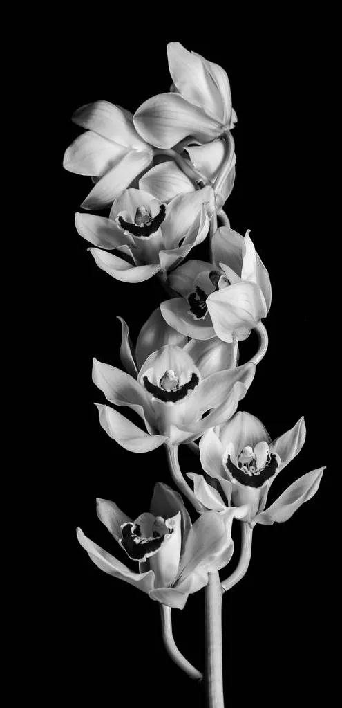 黑白花朵壁纸超清,全屏花朵壁纸无水印黑白