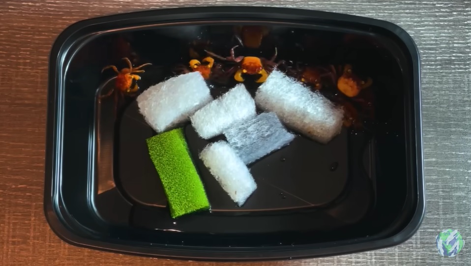 美国小哥在卧室建出一缸热带雨林，食物链环环相扣，太强了