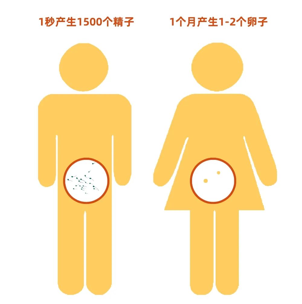 用棉花种子给男人避孕？70年的男性避孕药史，一文带你了解