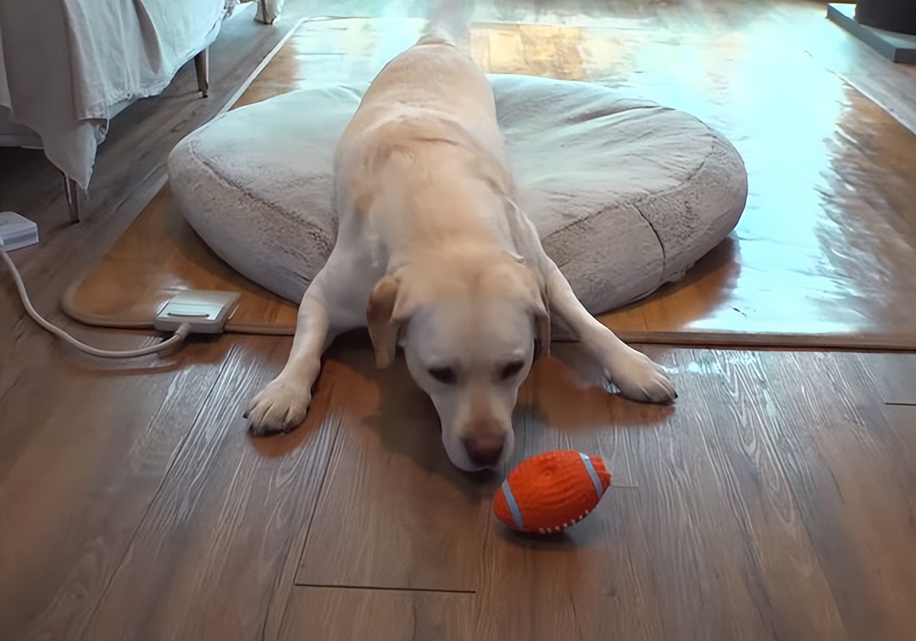 又馋又懒的狗,又馋又挑食的狗