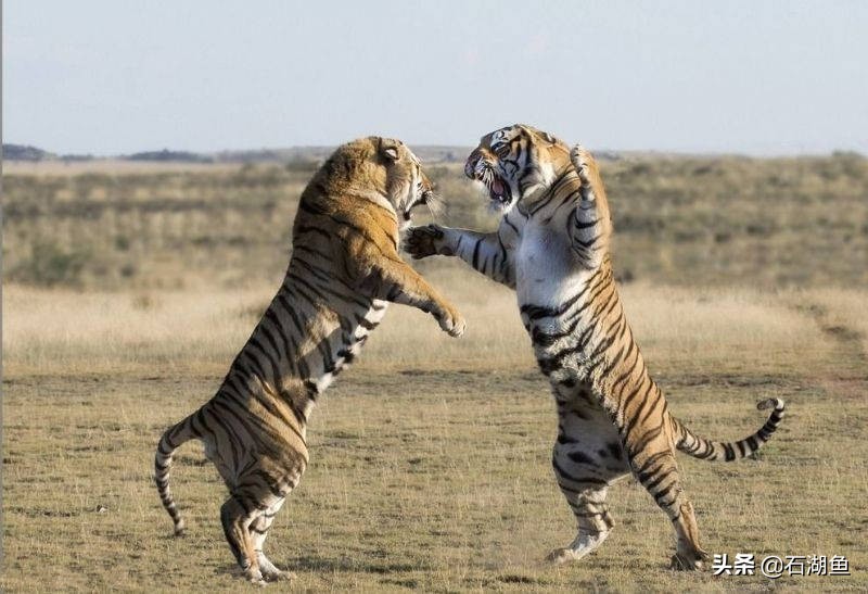 孙权趁刘备北伐偷袭荆州,偷袭荆州到底是谁的谋略