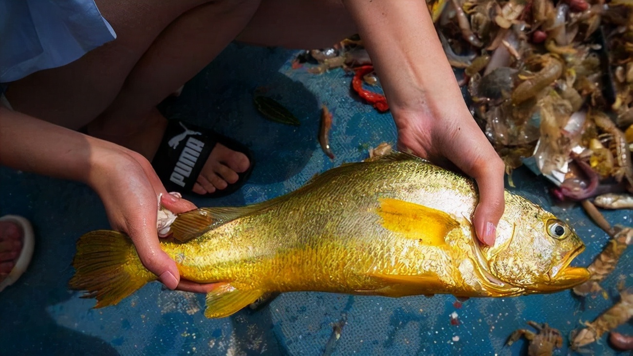 一条野生大黄鱼为啥那么贵,最贵的野生大黄鱼多少斤