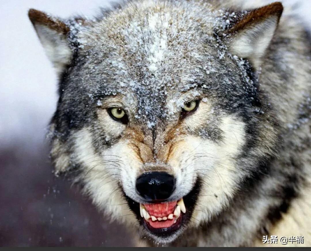 开挖掘机遇到猛兽,开挖掘机遇到发动机怎么办