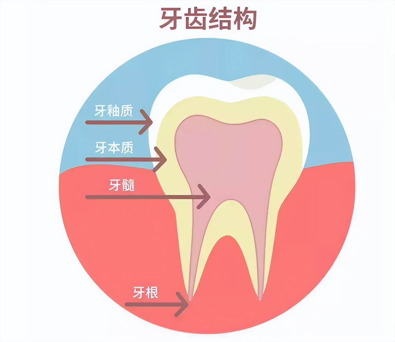 牙齿为何如此坚硬呢,火化后为什么牙齿不见了