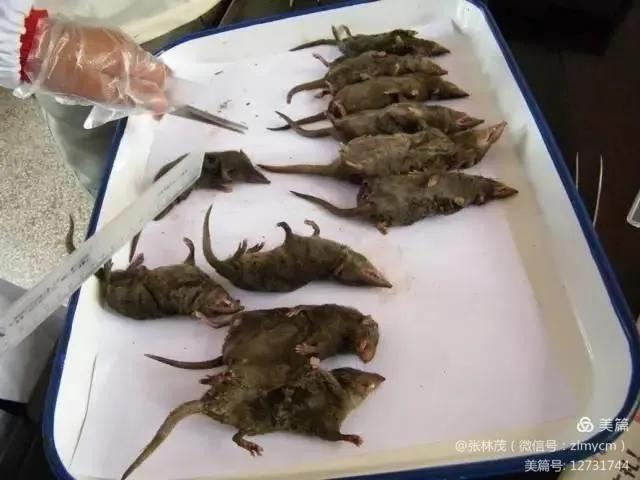 幼鼠被猎杀,灭鼠反被杀