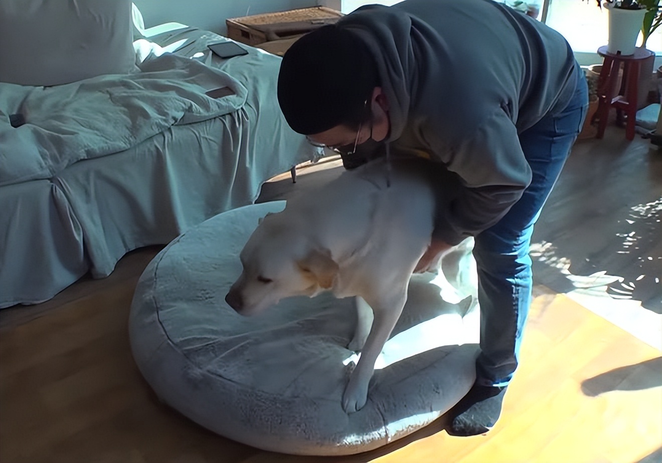 又馋又懒的狗,又馋又挑食的狗