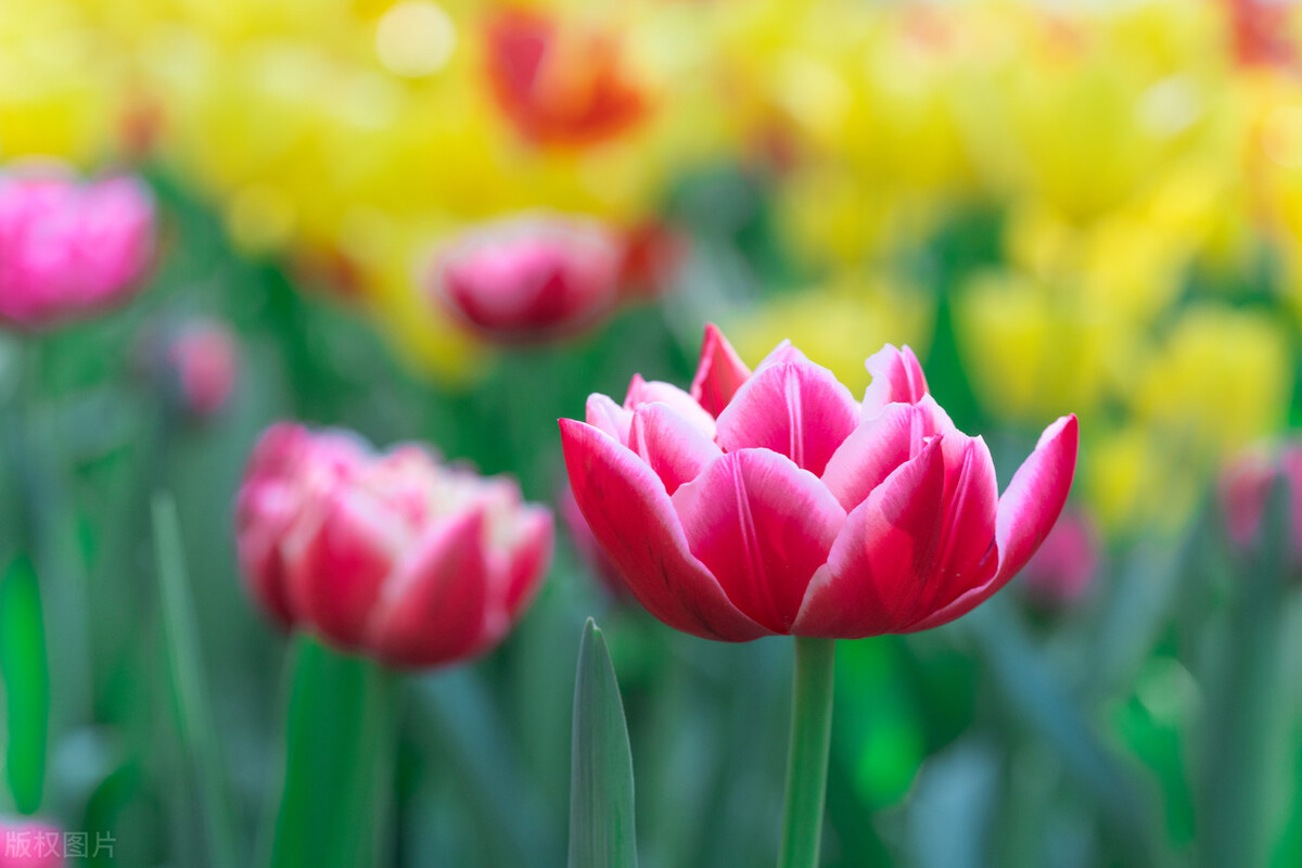 小王子littleprince英文原版,英文绘本thelittleprince