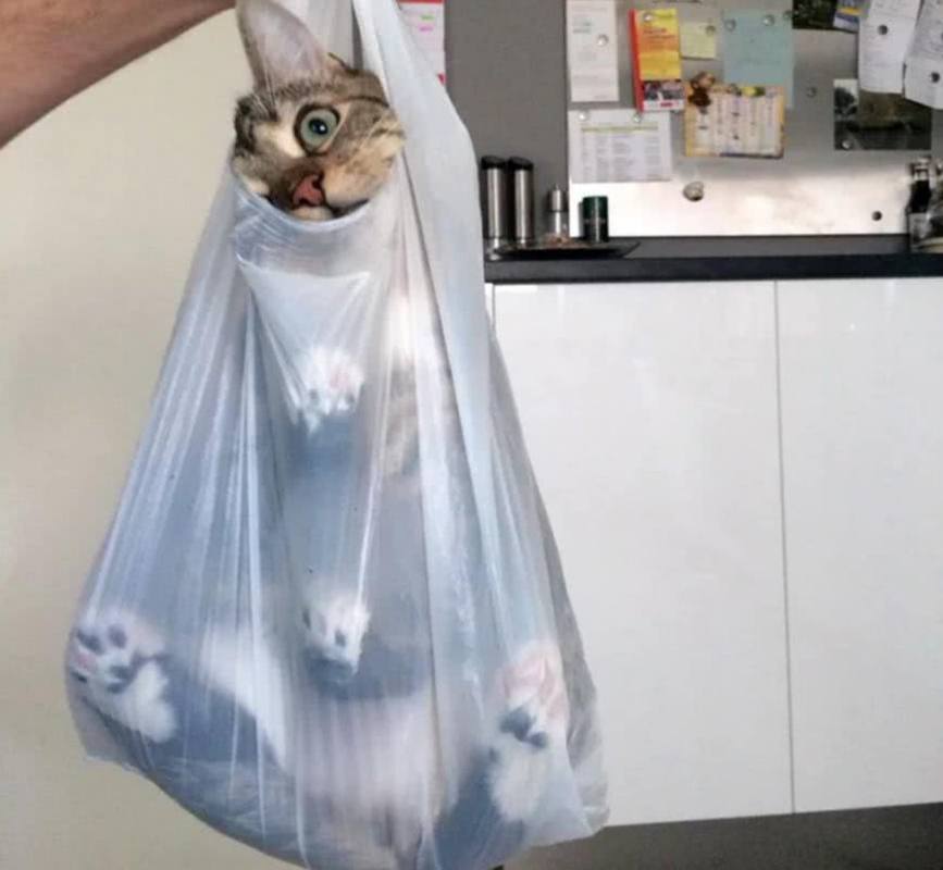 猫咪最怕的一物,哪些会让猫咪致命