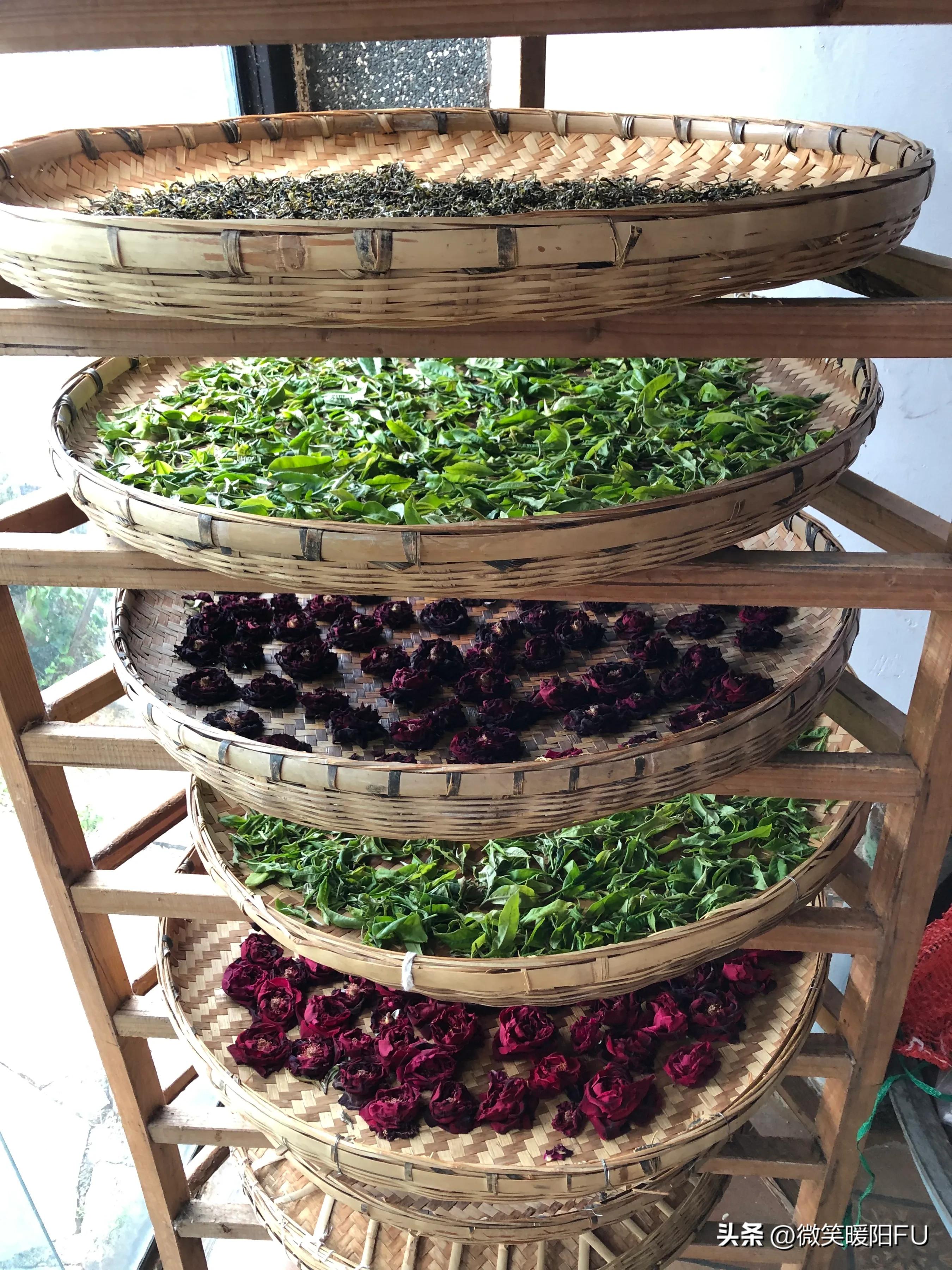 品尝墨红玫瑰,娇艳动人免费阅读