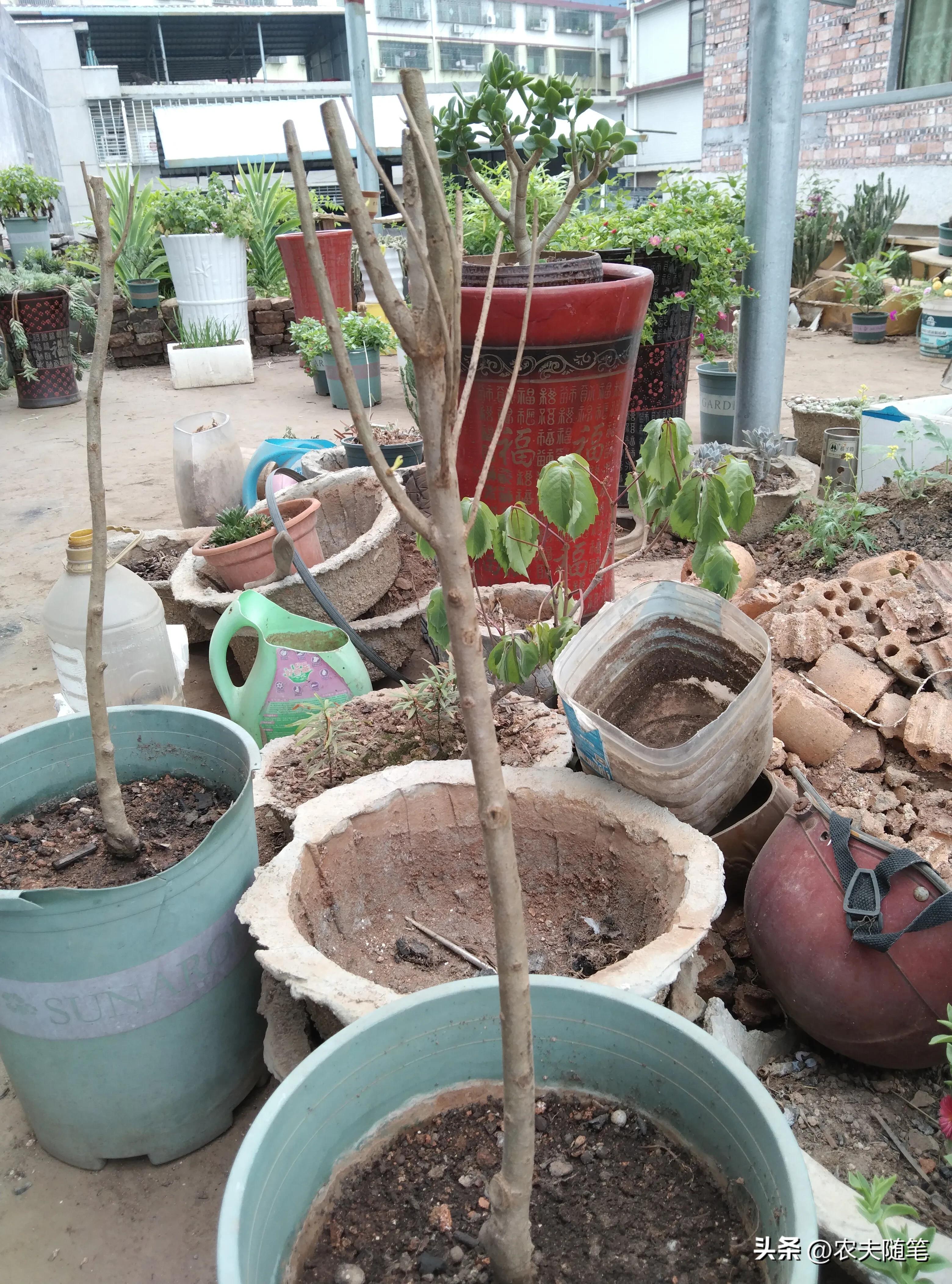 网购石榴便宜推荐,网购石榴果怕不怕冻坏