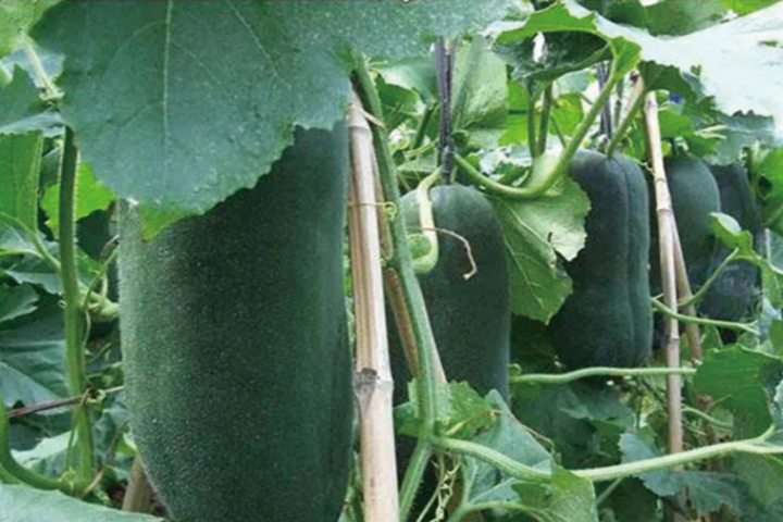 商河温泉之都,商河温泉基地游玩攻略