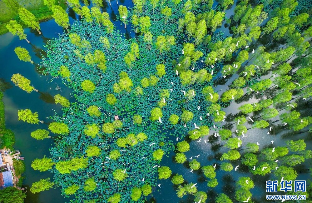 央视聚焦武汉高质量发展,武汉园林绿化建设发展