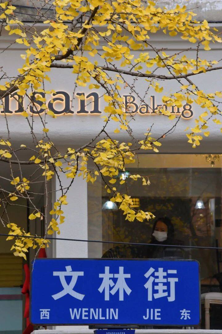 云南银杏熟了,云南银杏落叶