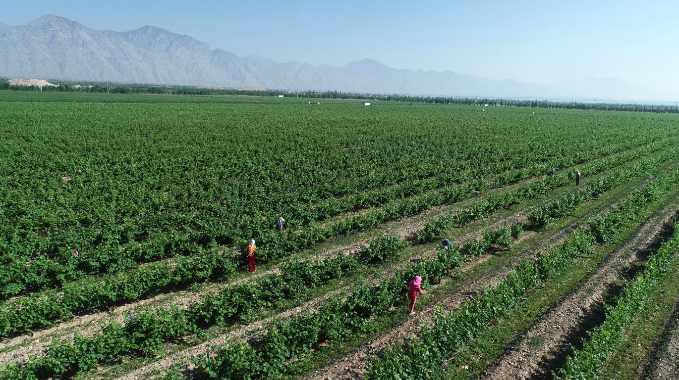 张裕最高端红酒,张裕葡萄酒第一名