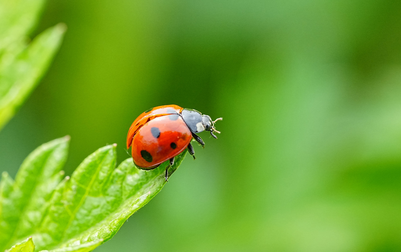 外出旅游当心毒虫,外出游玩小心小虫子