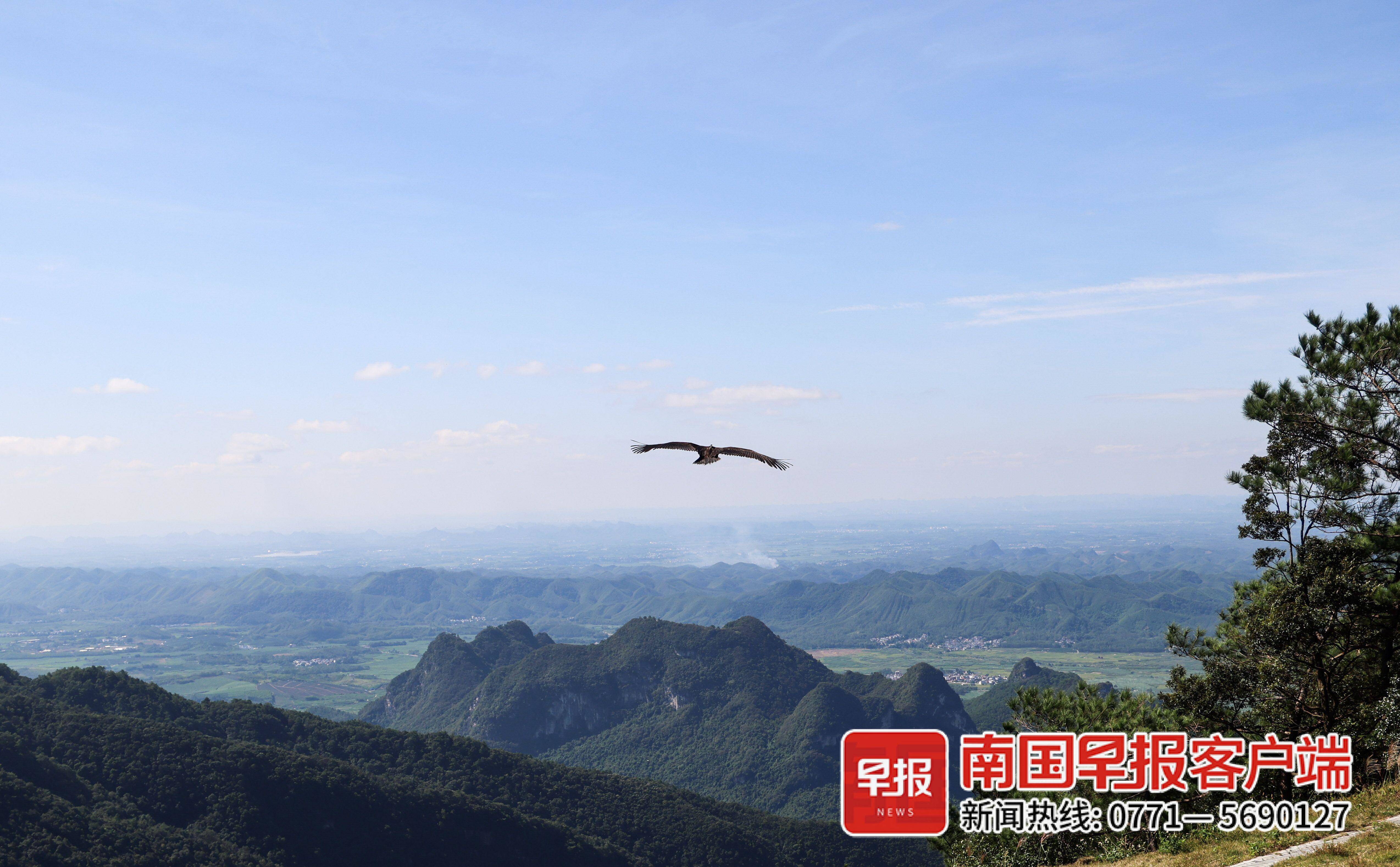 北海上空频繁出现飞机低空飞行,北海冠头岭猛禽在哪