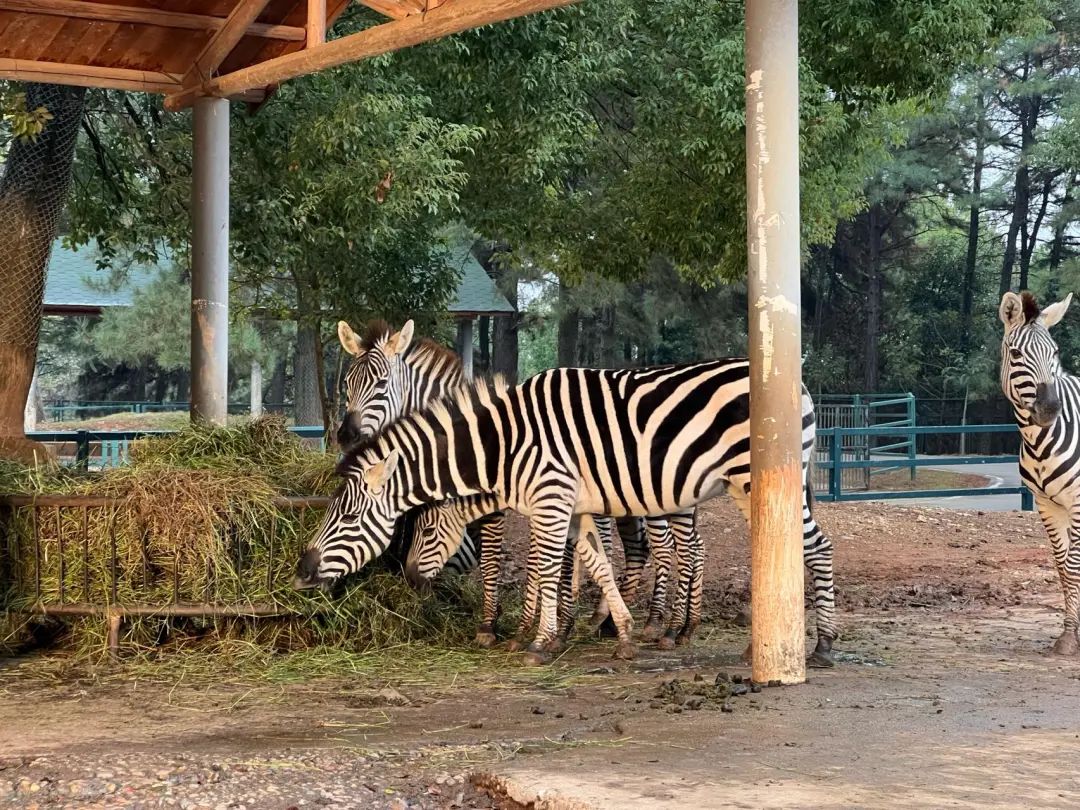 长沙生态动物园天冷,动物园动物保暖