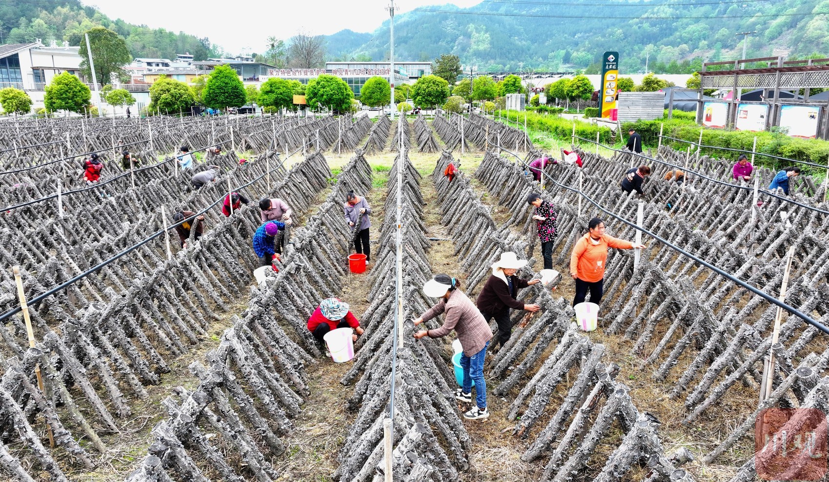 青川黑木耳采摘视频,250g正宗黑木耳